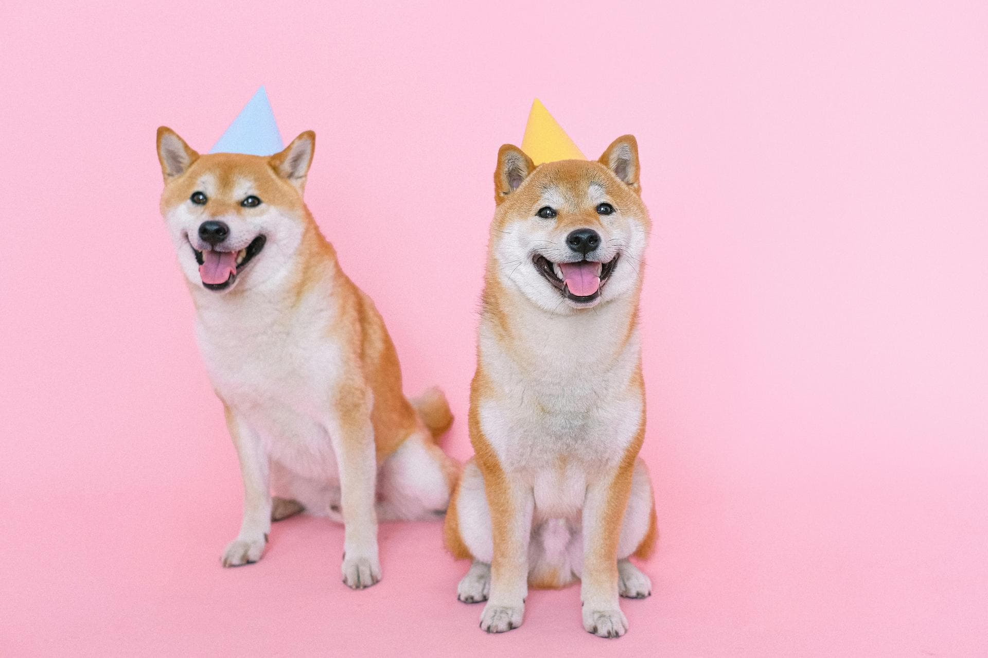 Dog & Cat Vets in Bronx
